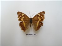 藏品(金鎧蛺蝶)的圖片